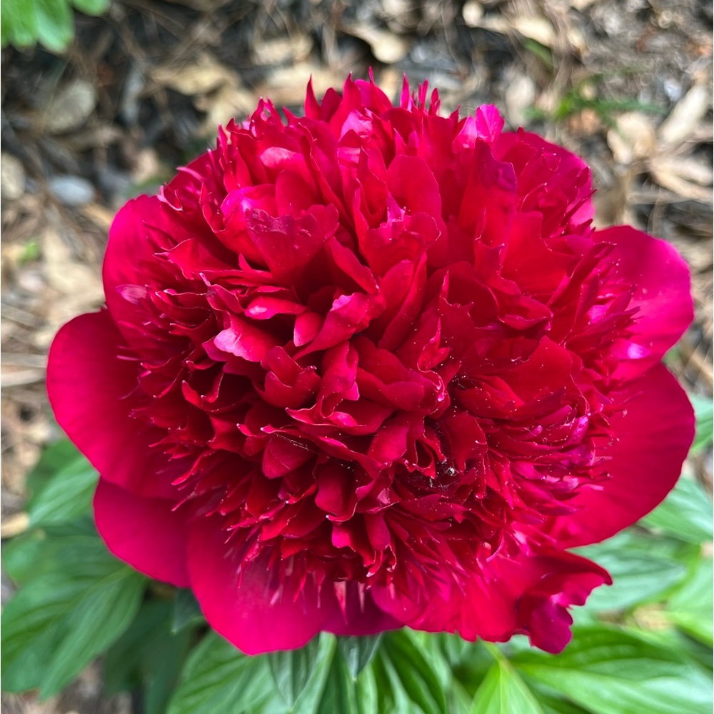 Meet your Posher, Flo